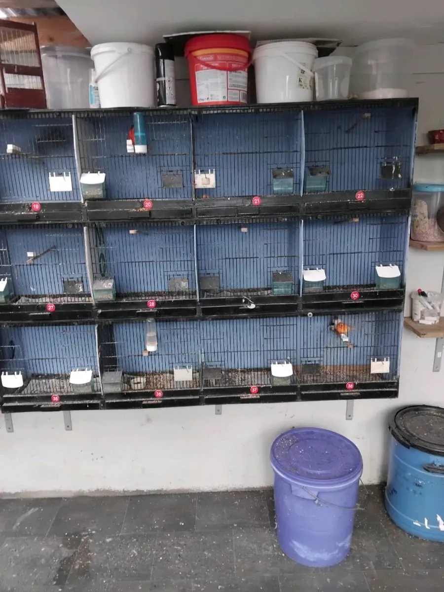 Breeding cages and birds - Image 4