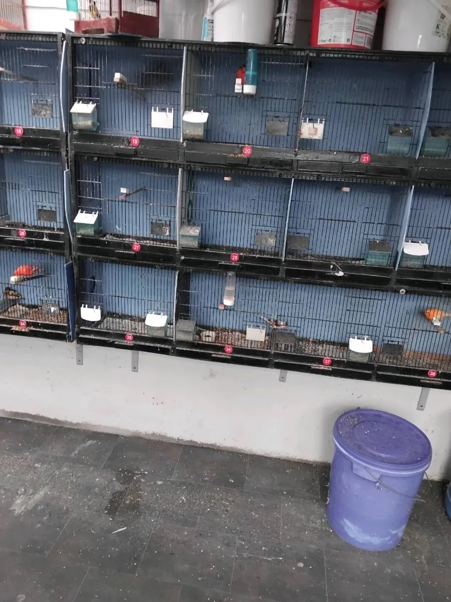 Breeding cages and birds - Image 1