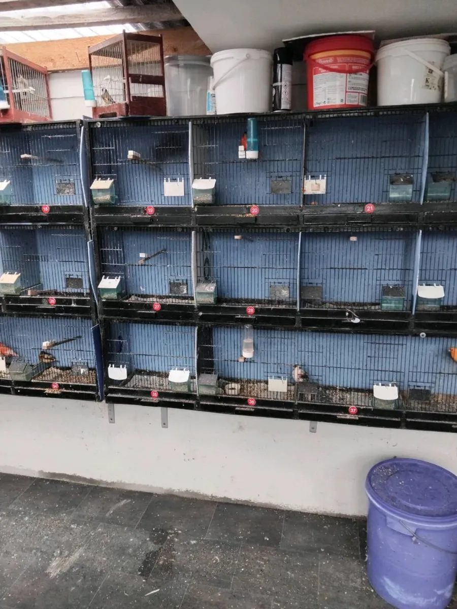 Breeding cages and birds - Image 2