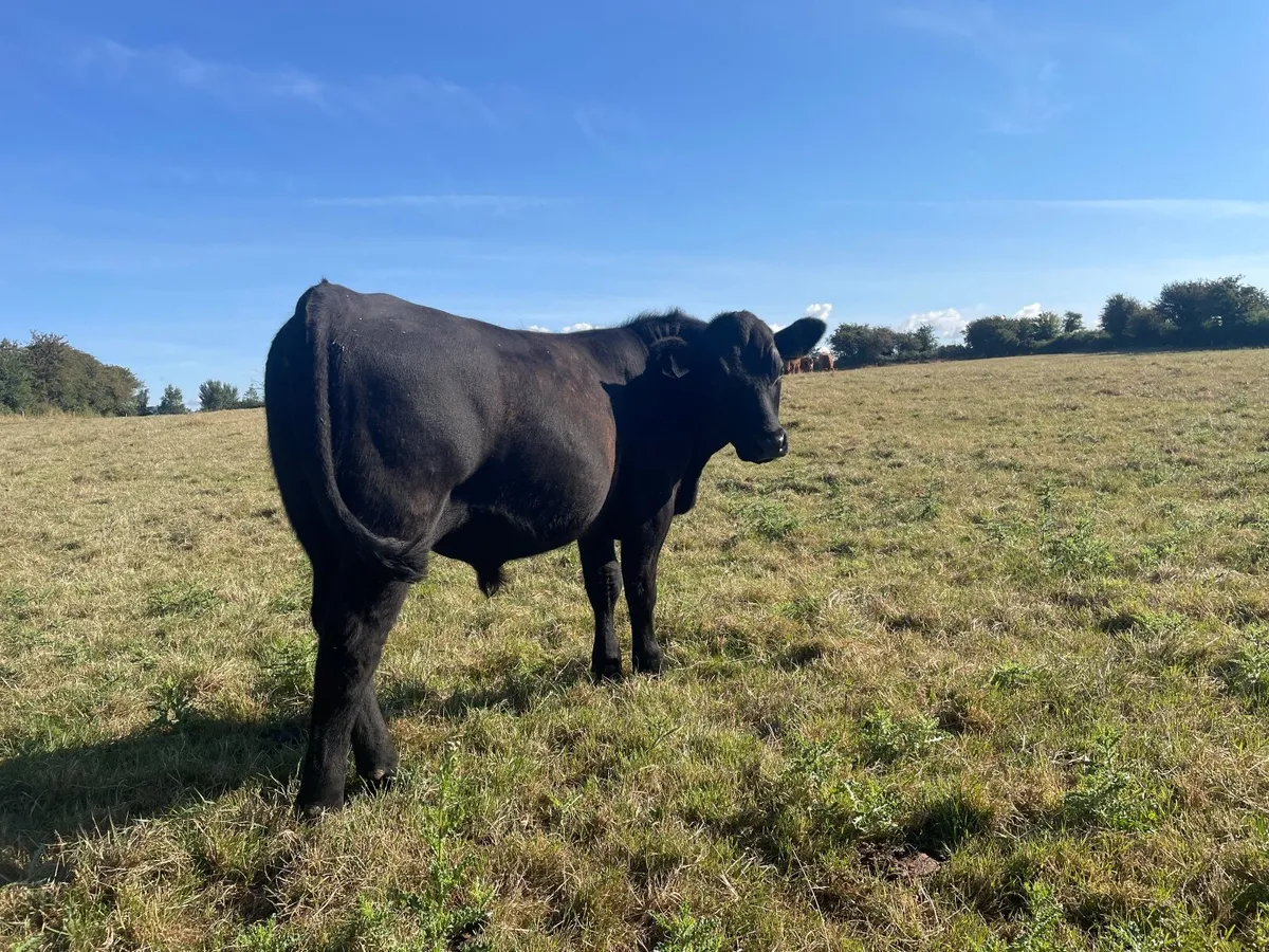 PBR Limousin and Angus bulls - Image 2