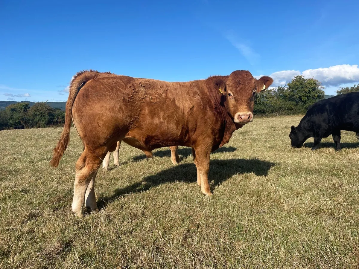 PBR Limousin and Angus bulls - Image 1