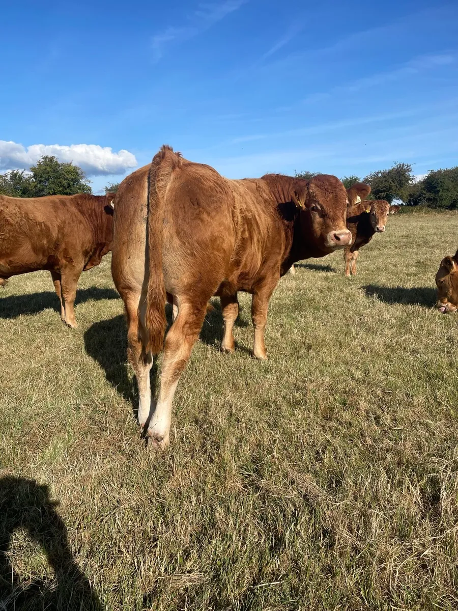 PBR Limousin and Angus bulls - Image 4