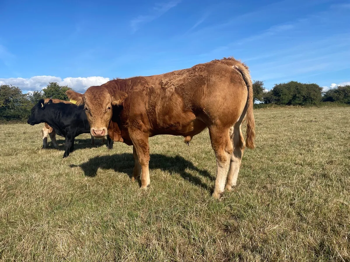 PBR Limousin and Angus bulls - Image 3