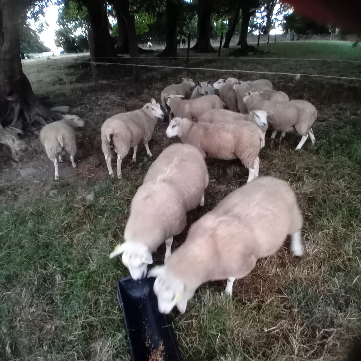 Pedigree, registered, SIS rams for sale - Image 1