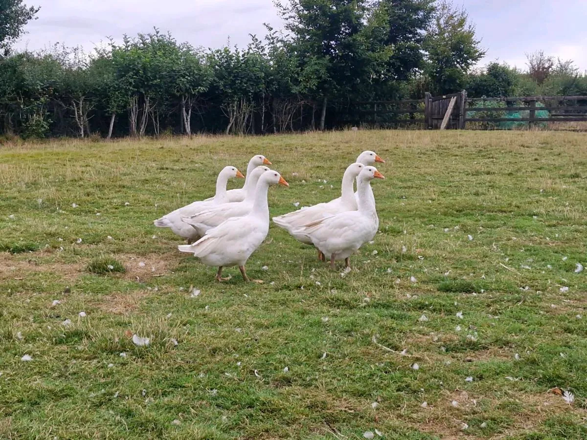 Geese & khaki campbell ducks - Image 4