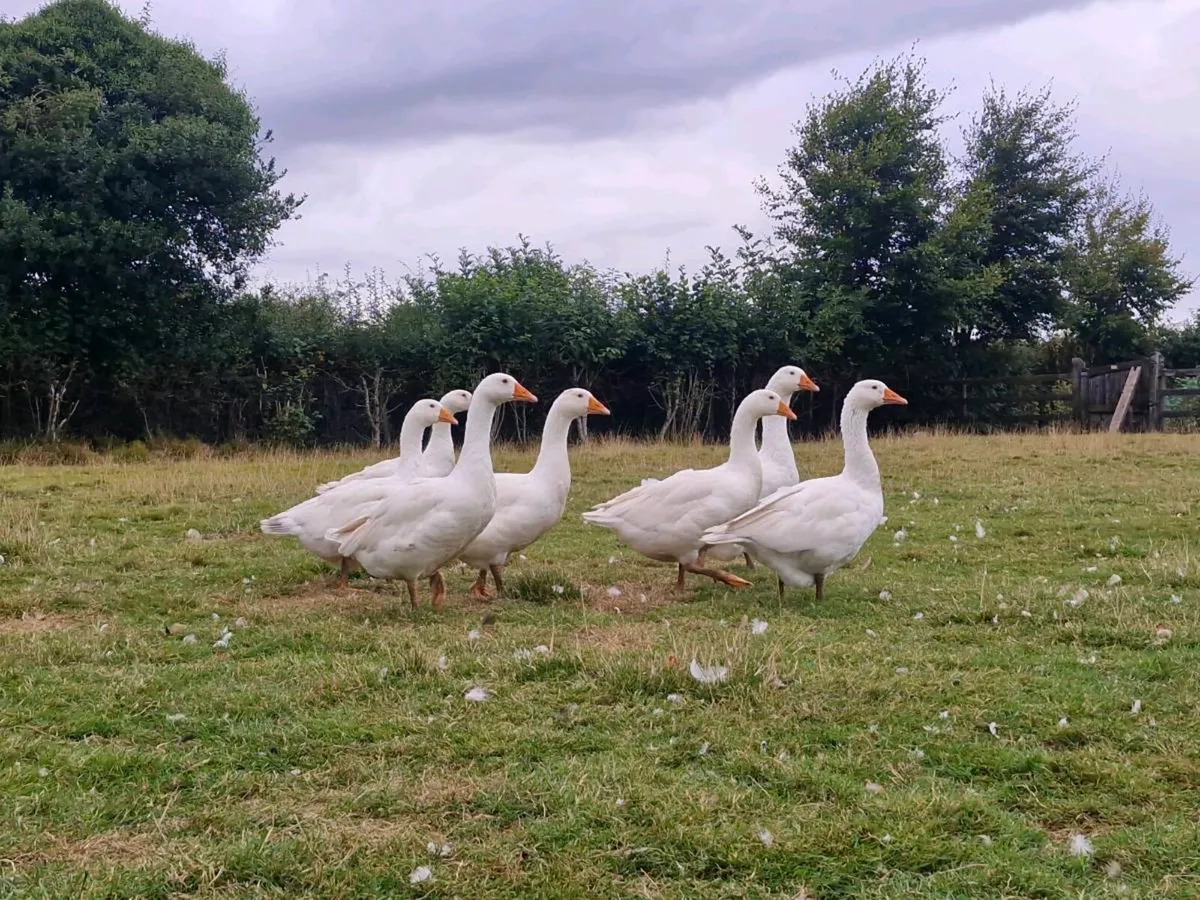 Geese & khaki campbell ducks - Image 3
