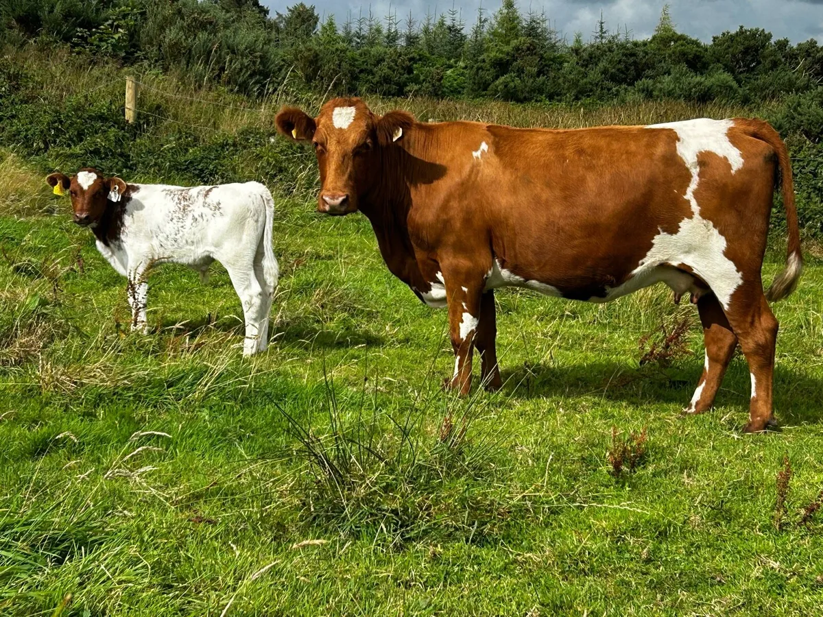 Two Roan Cows & Calfs - Image 2