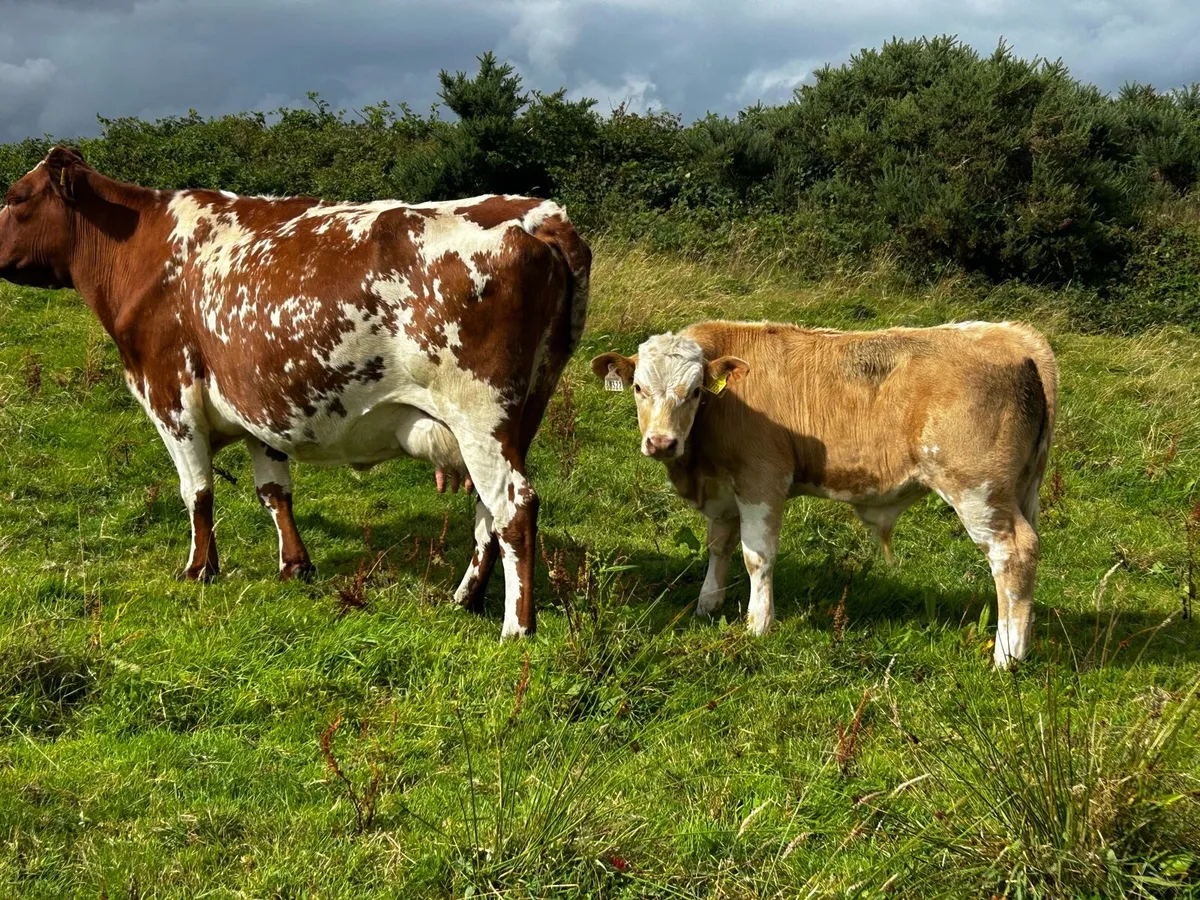 Two Roan Cows & Calfs - Image 3