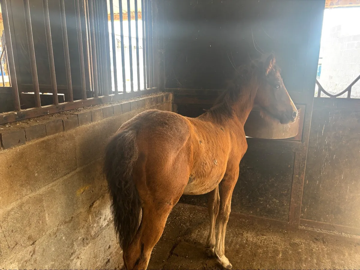 Half bred foal - Image 2