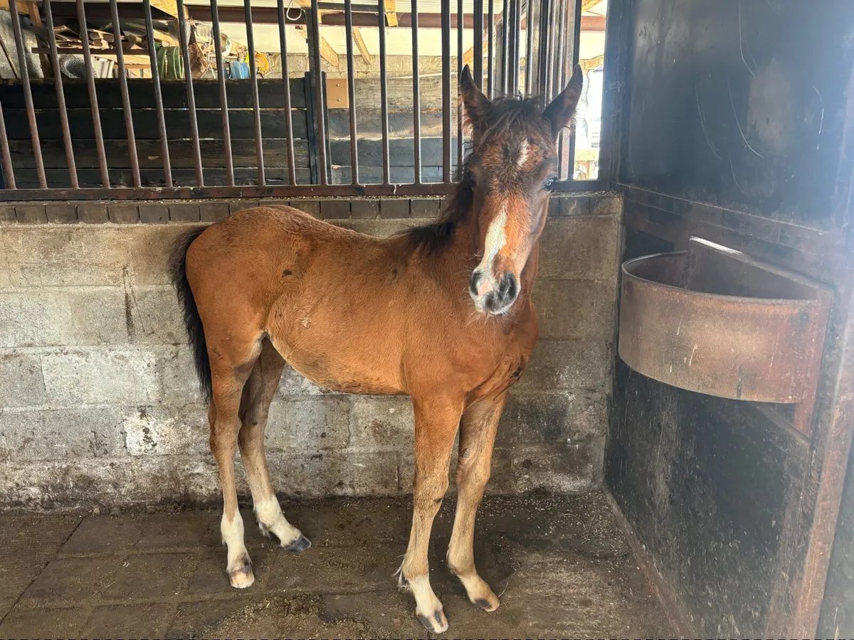 Half bred foal - Image 3