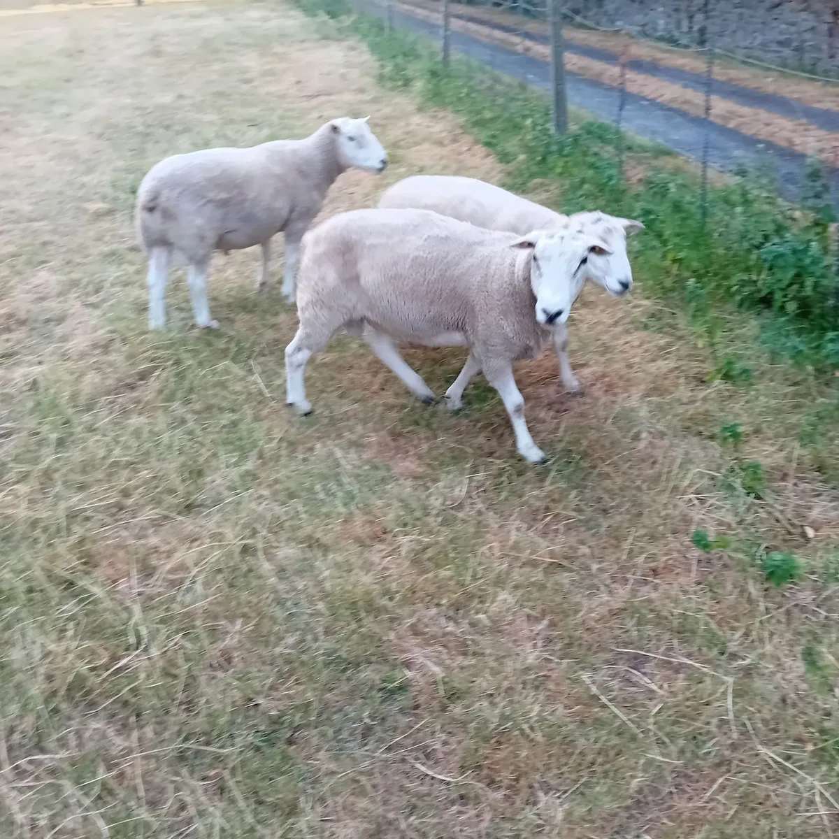 Pedigree, registered, SIS rams for sale - Image 3