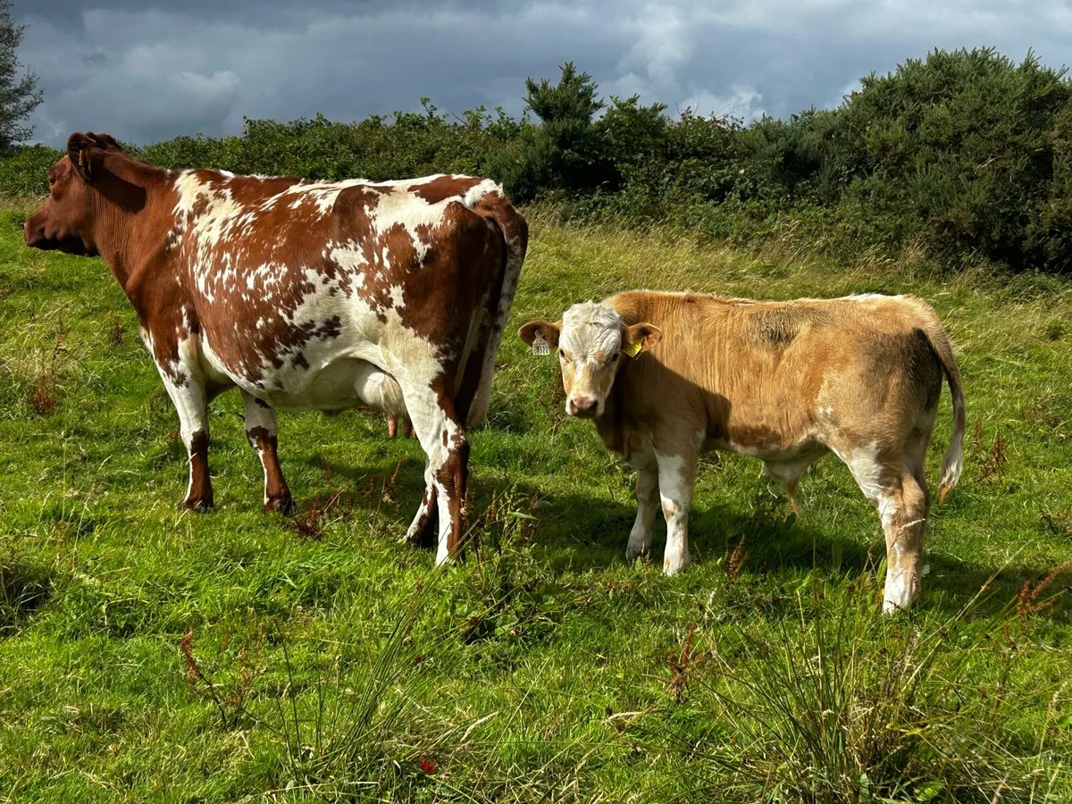 Two Roan Cows & Calfs - Image 4
