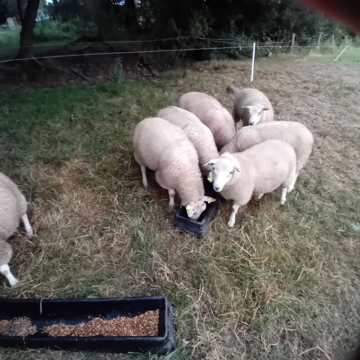 Pedigree, registered, SIS rams for sale - Image 2