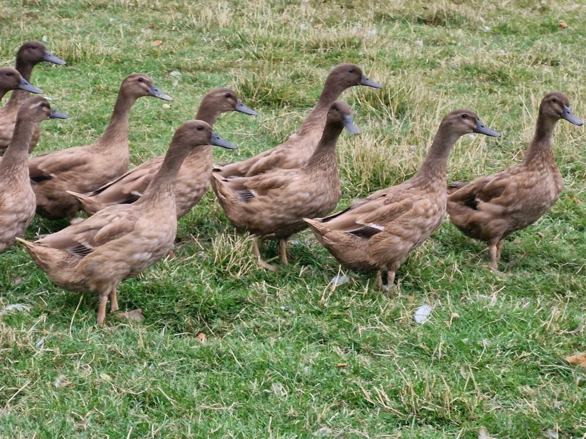 khaki campbell ducks & brahmas - Image 3