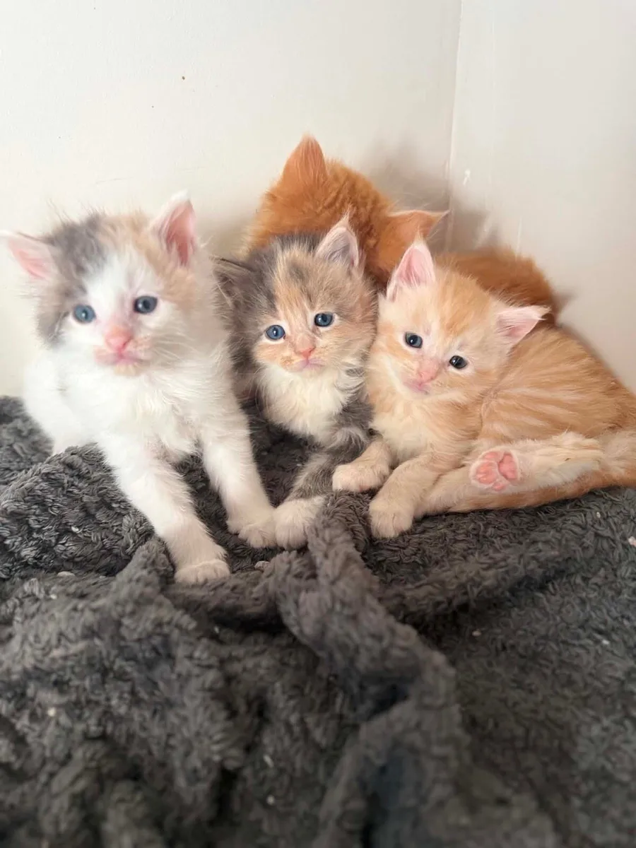 Maine coon - Image 2