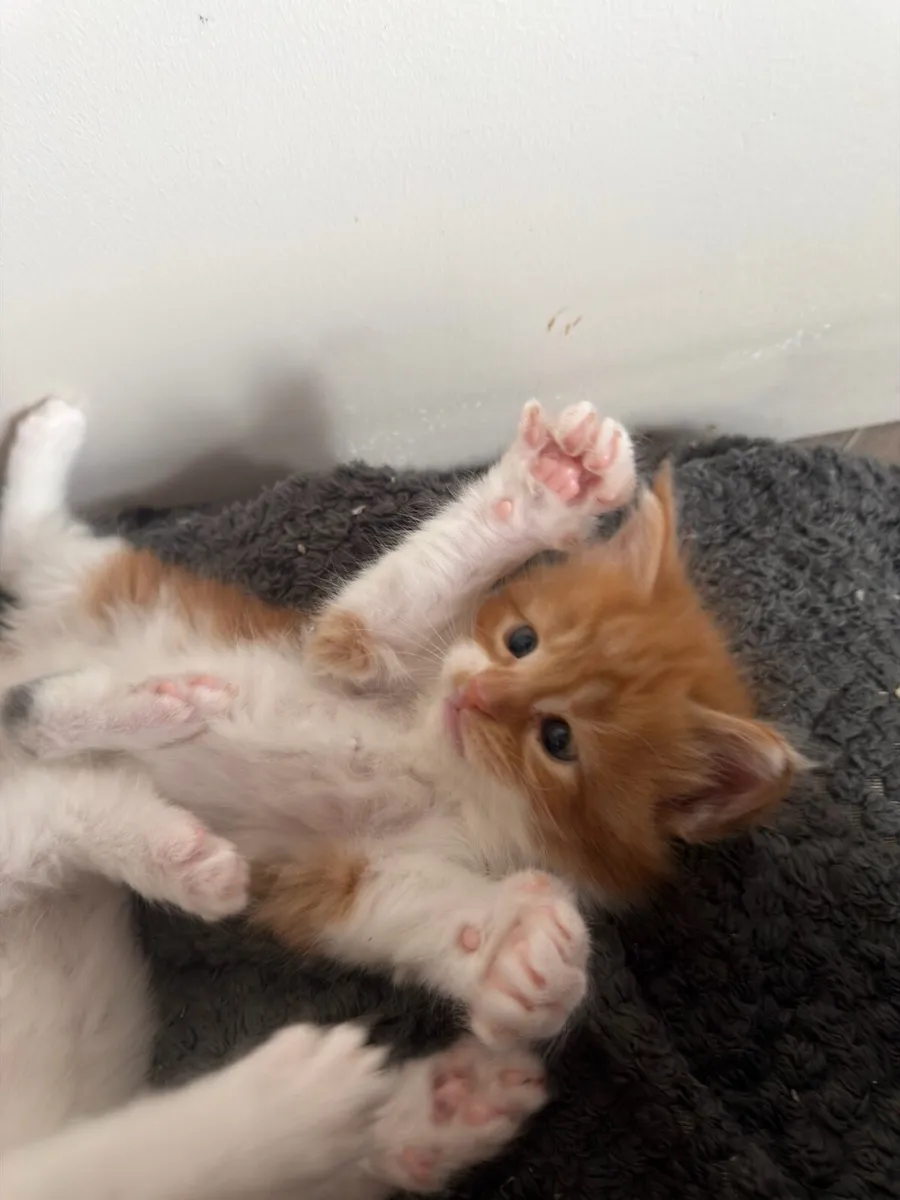 Maine coon - Image 3