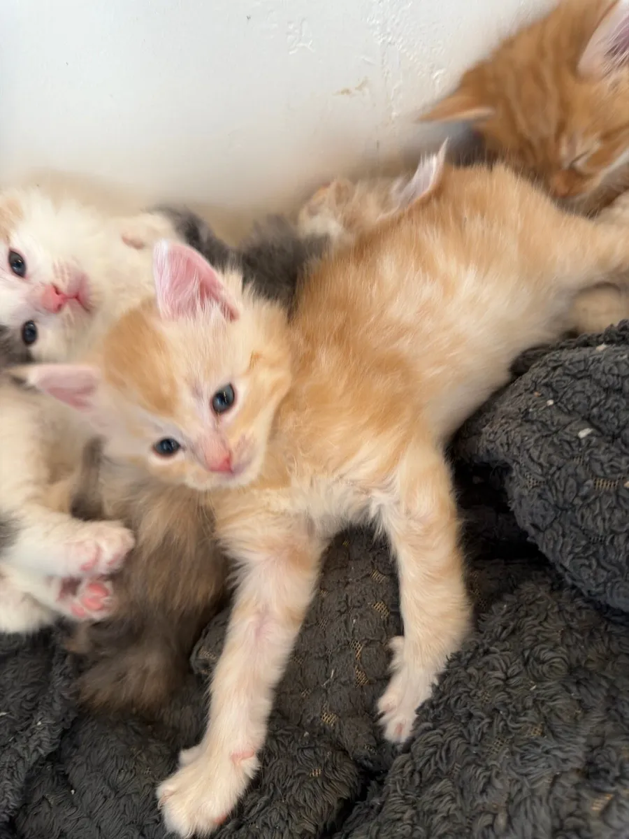Maine coon - Image 1