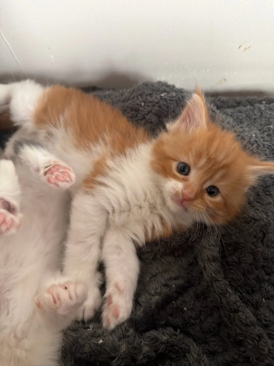 Maine coon - Image 4