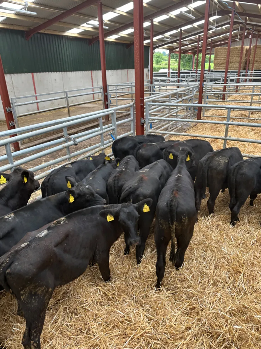 Angus heifers - Image 1