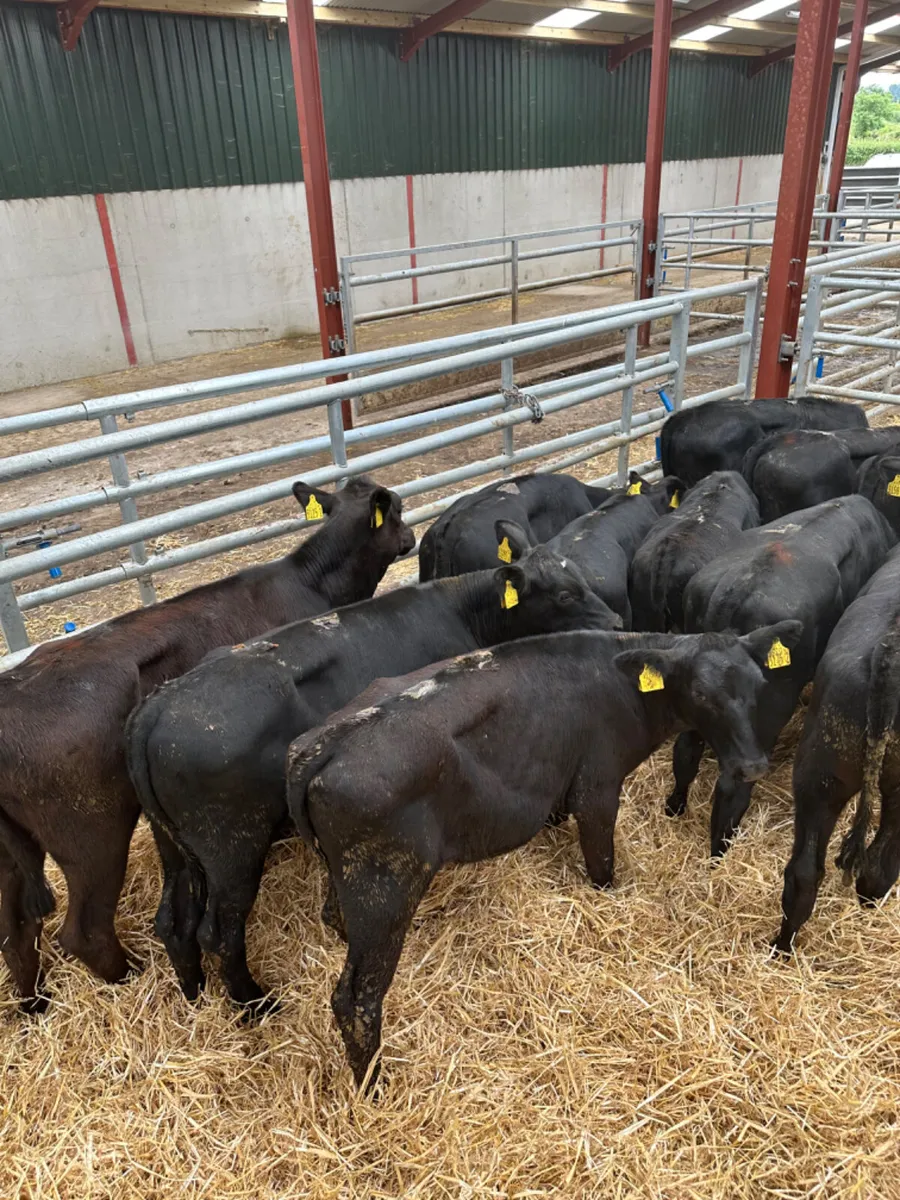 Angus heifers - Image 2