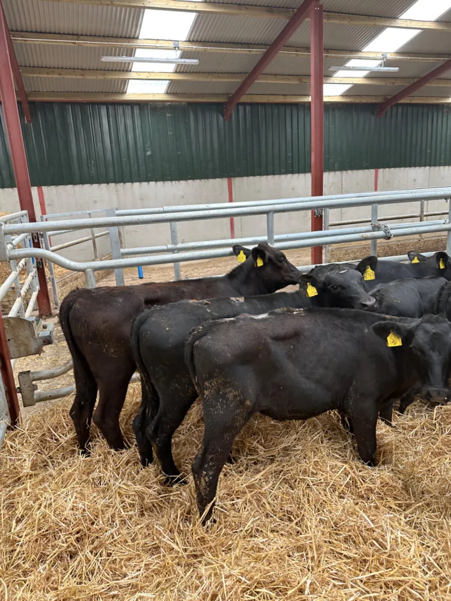 Angus heifers - Image 4