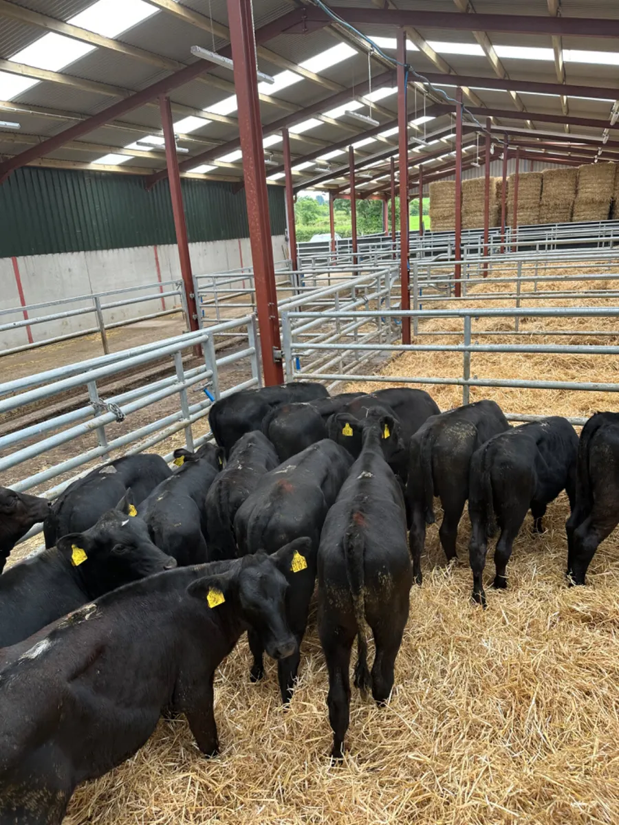 Angus heifers - Image 3