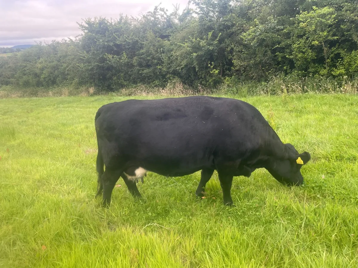 Dexter Cow and heifer calf
