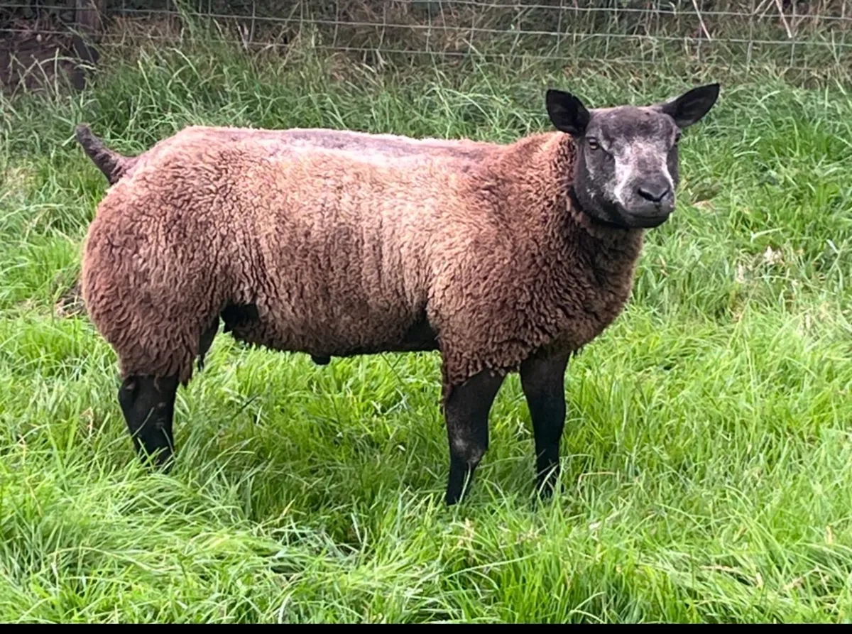 PBR Blue Texel - Image 1