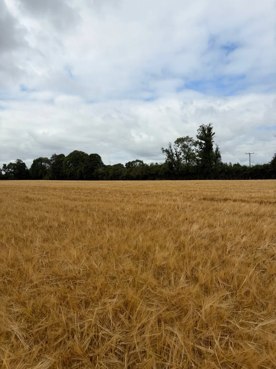 Wholecrop spring barley - Image 2