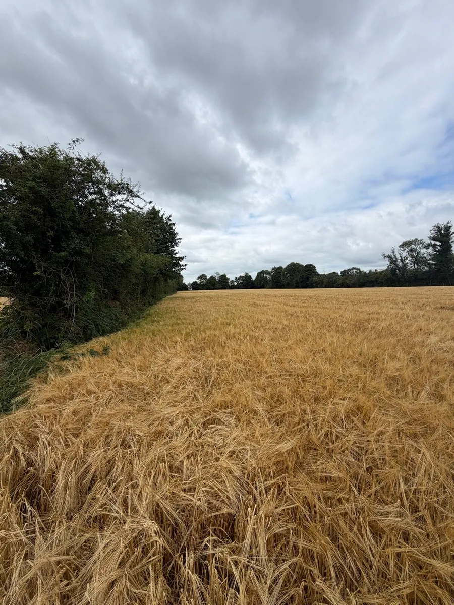 Wholecrop spring barley - Image 1