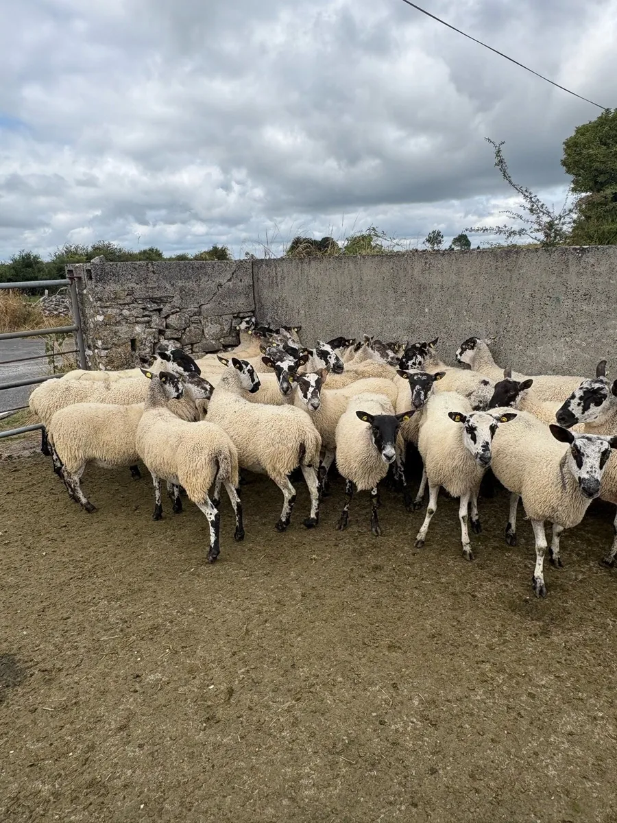 😍30 serious mule ewes 😍 - Image 4
