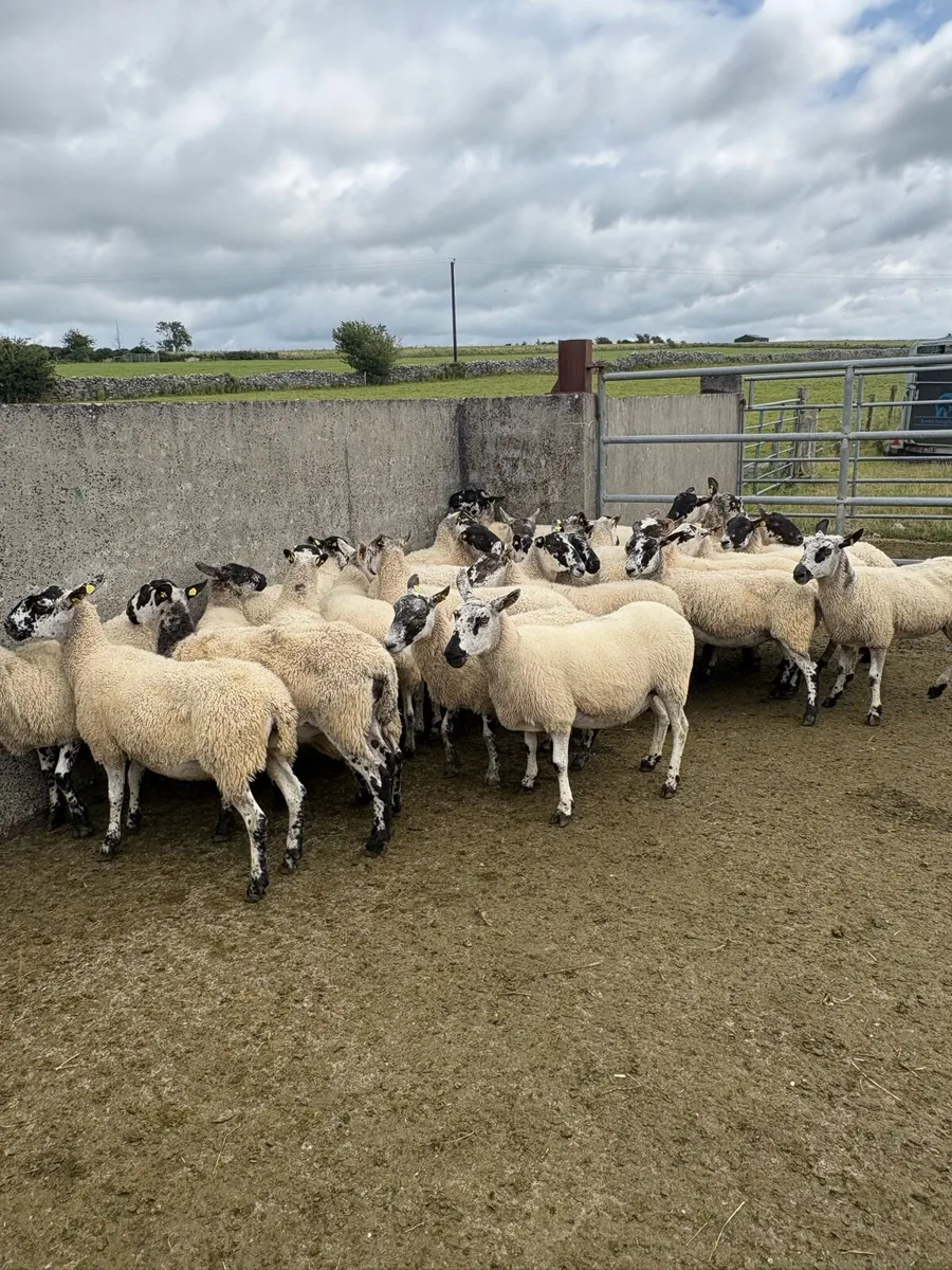 😍30 serious mule ewes 😍 - Image 1