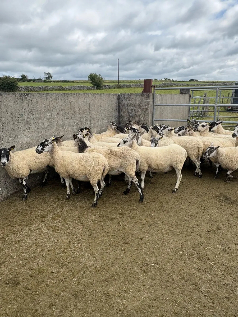 😍30 serious mule ewes 😍 - Image 2