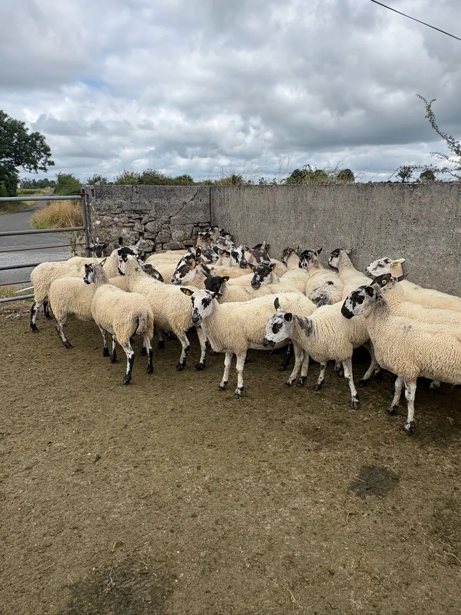 😍30 serious mule ewes 😍 - Image 3