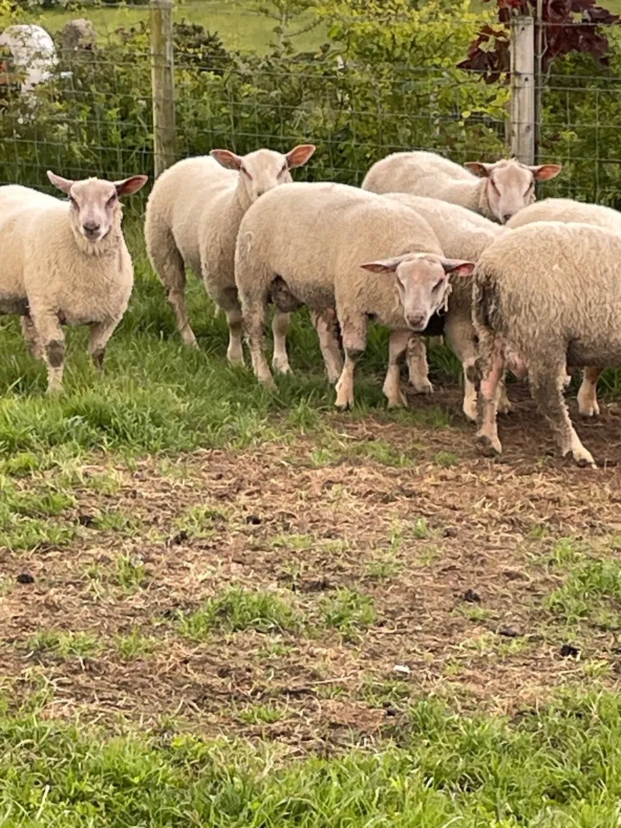 Charollais Suffolk texel and Dutch spotted rams - Image 2