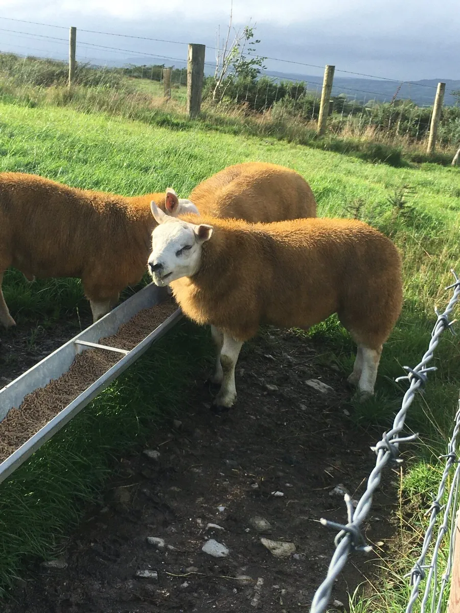 Charollais Suffolk texel and Dutch spotted rams - Image 3