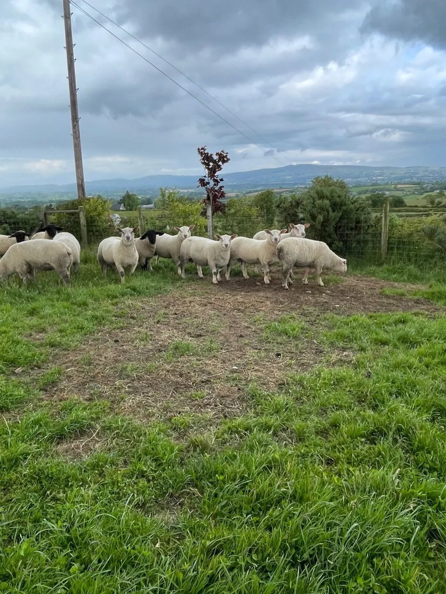 Charollais Suffolk texel and Dutch spotted rams - Image 4