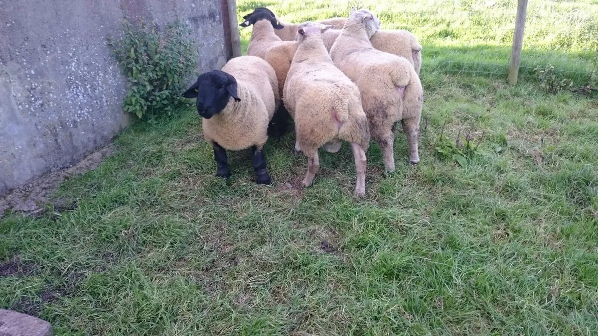 Charollais Suffolk texel and Dutch spotted rams - Image 1