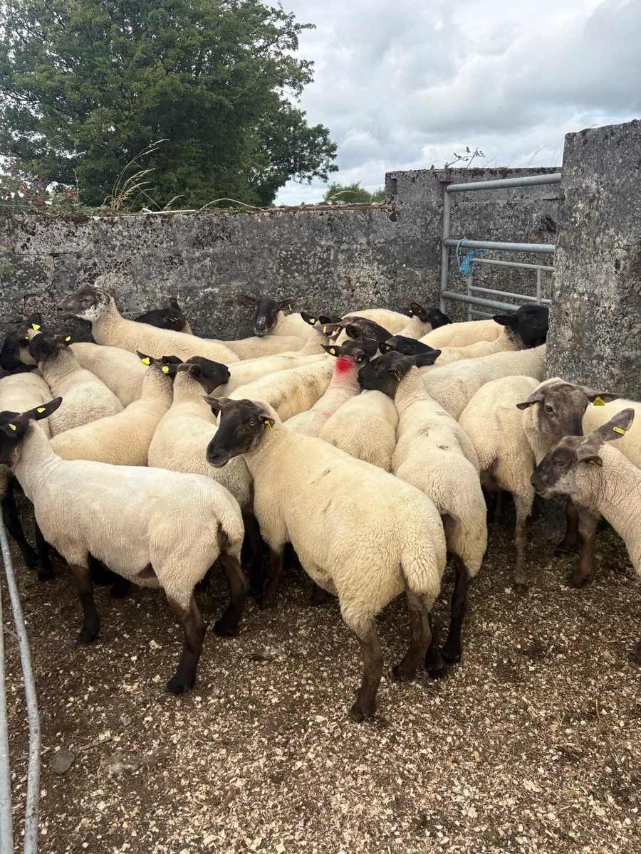 25 young Suffolk ewes - Image 1
