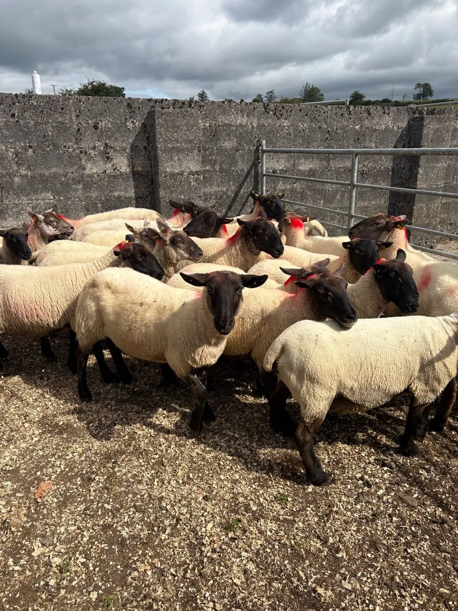 25 young Suffolk ewes - Image 2