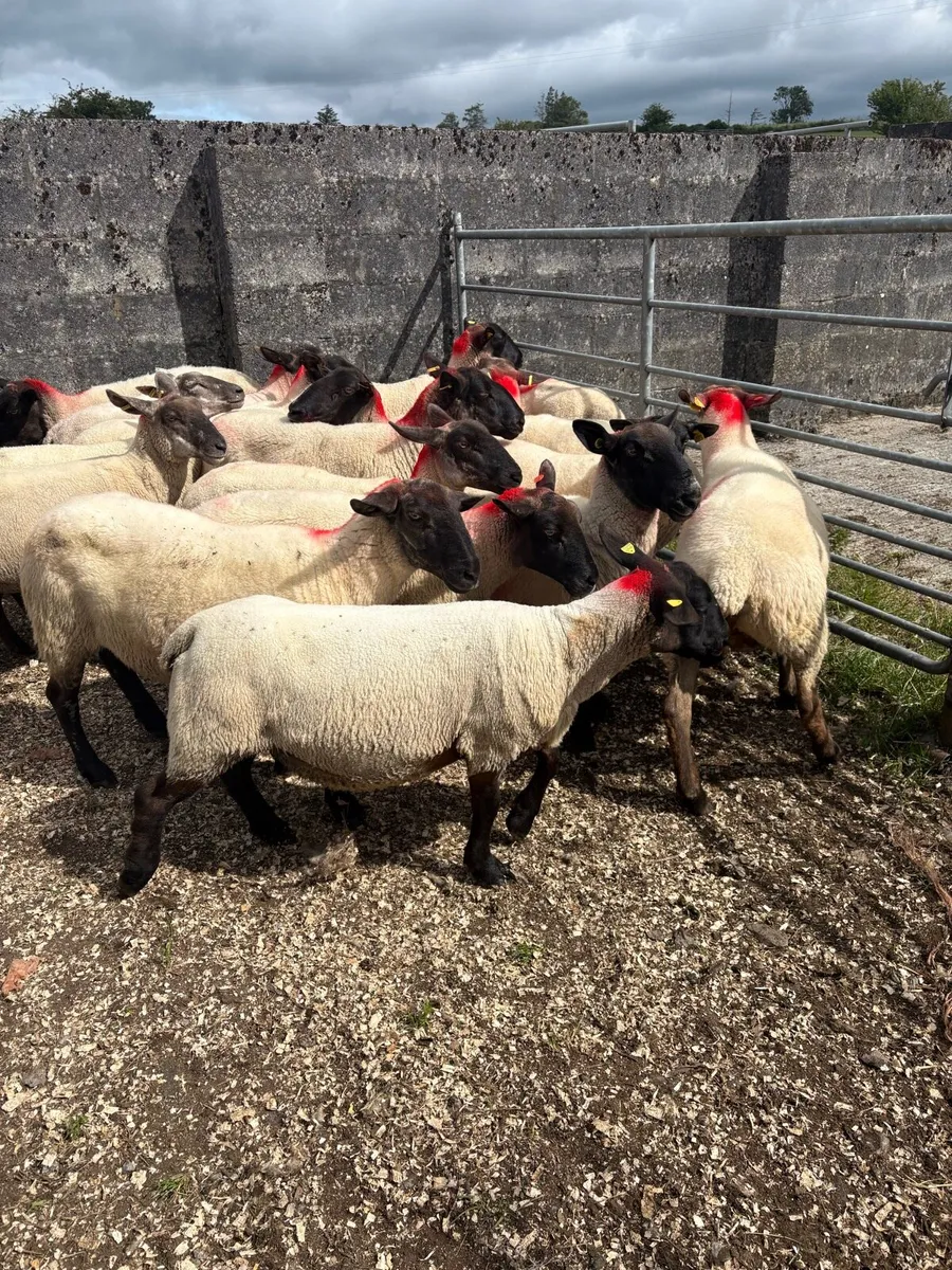 25 young Suffolk ewes - Image 3