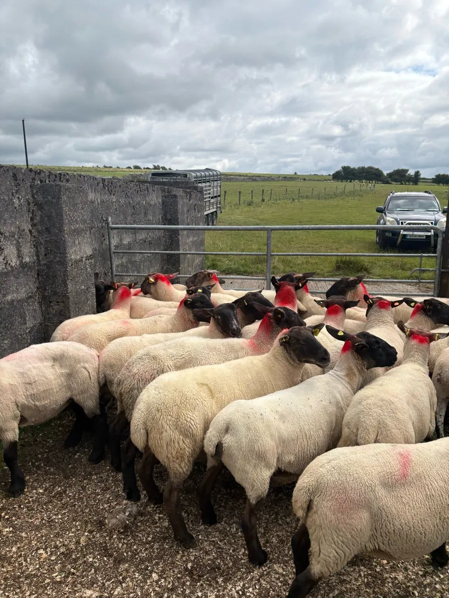 25 young Suffolk ewes - Image 4