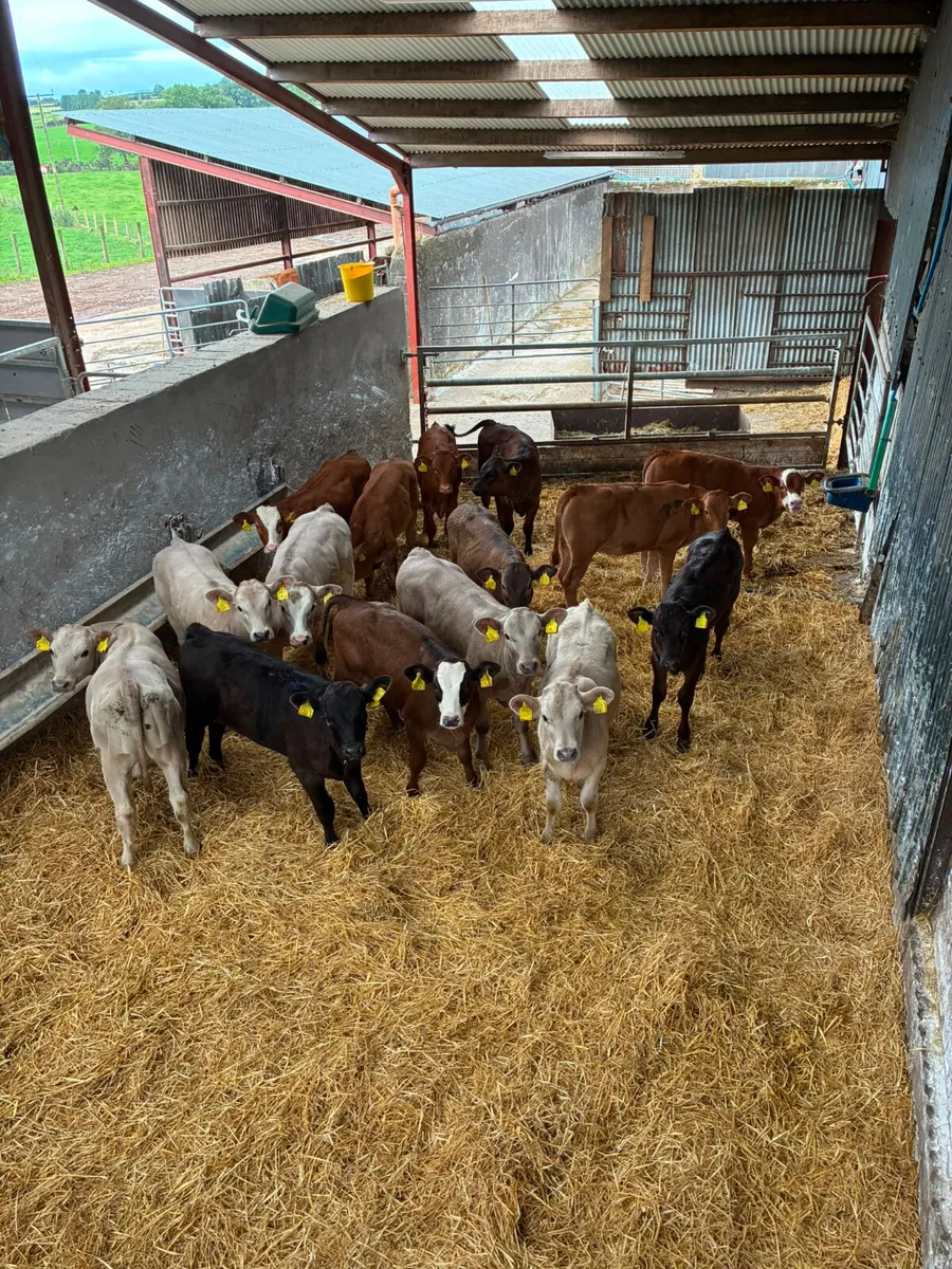Lim and Charolais heifers - Image 1