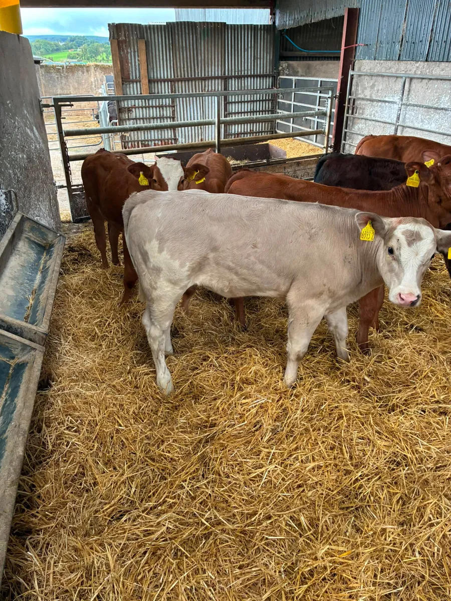 Lim and Charolais heifers - Image 4