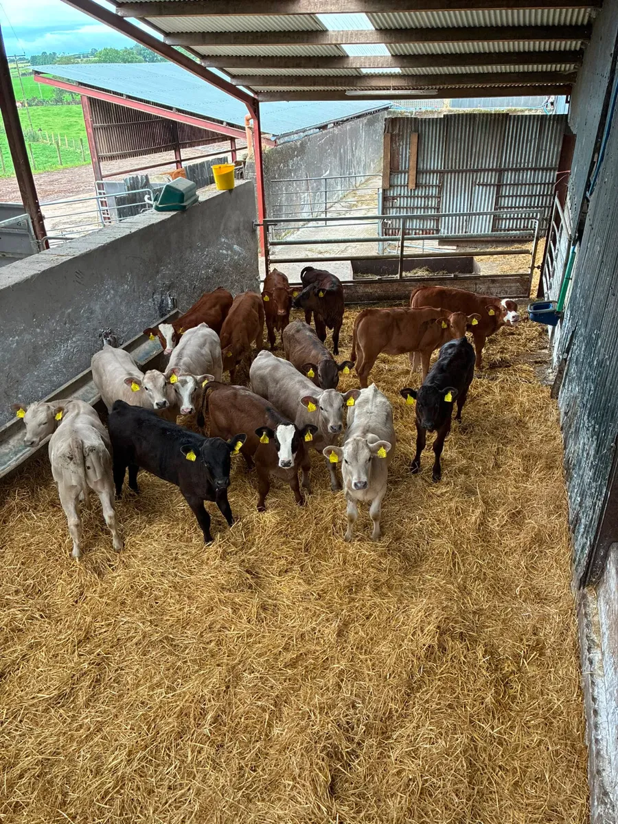 Lim and Charolais heifers - Image 2