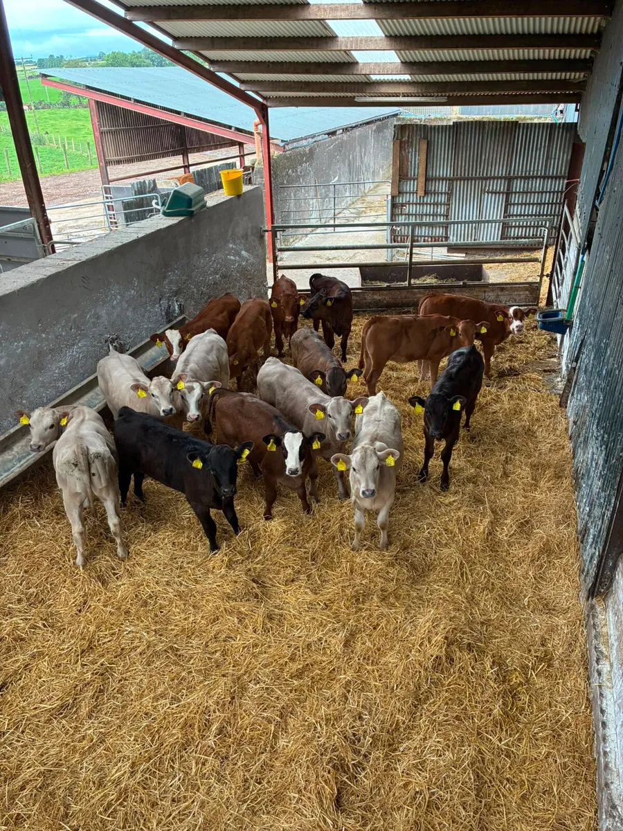 Lim and Charolais heifers - Image 3