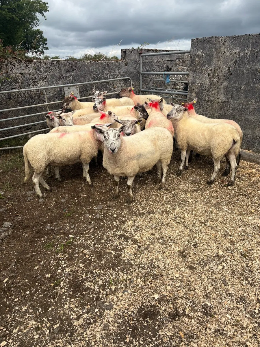 15 Suftex type ewes - Image 1