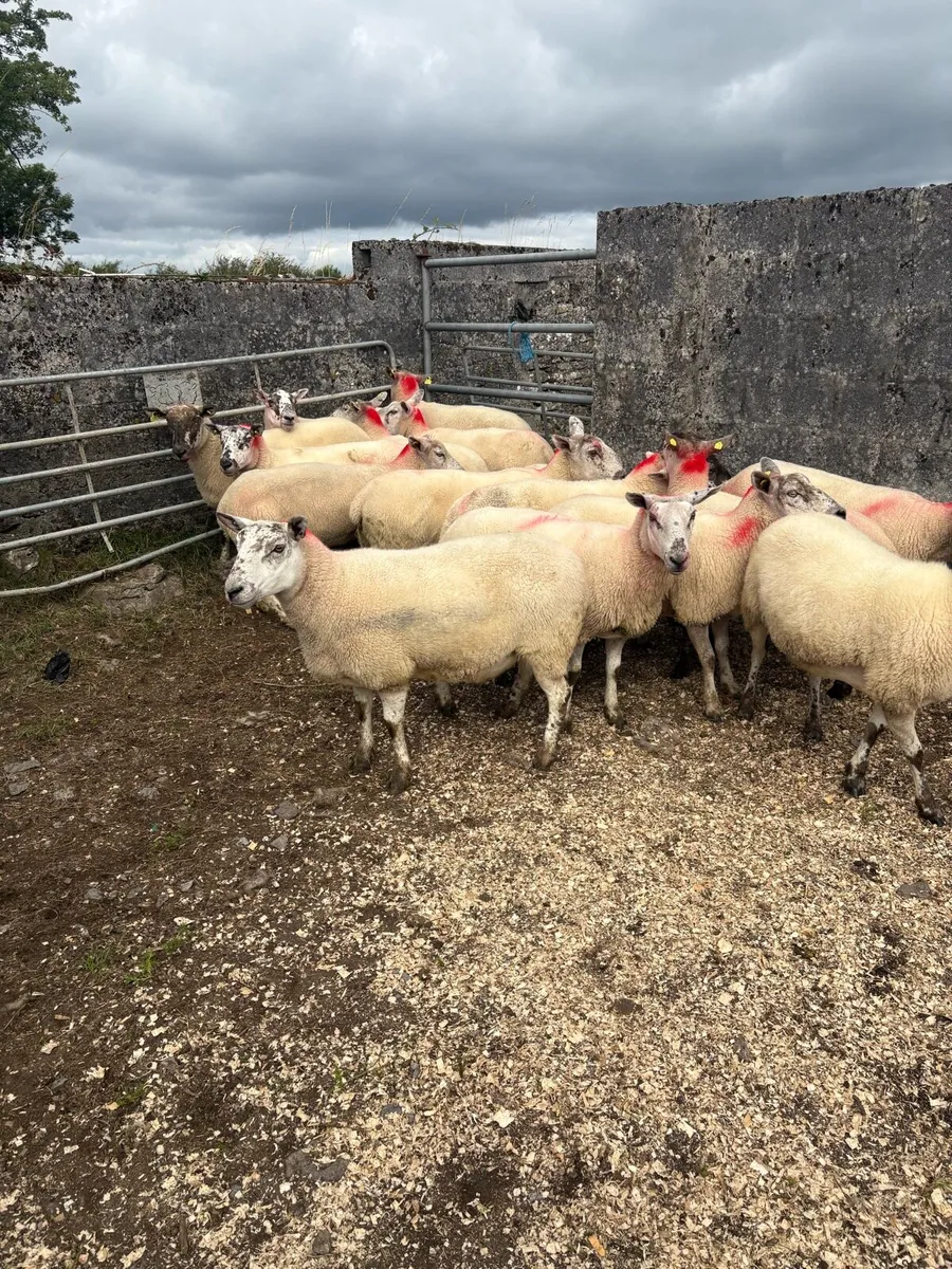 15 Suftex type ewes - Image 2