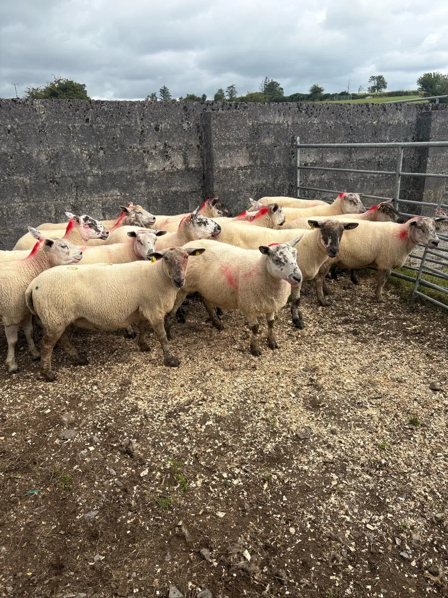 15 Suftex type ewes - Image 4