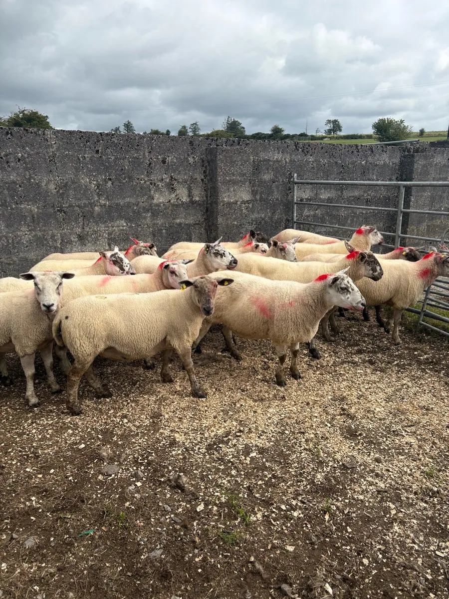 15 Suftex type ewes - Image 3